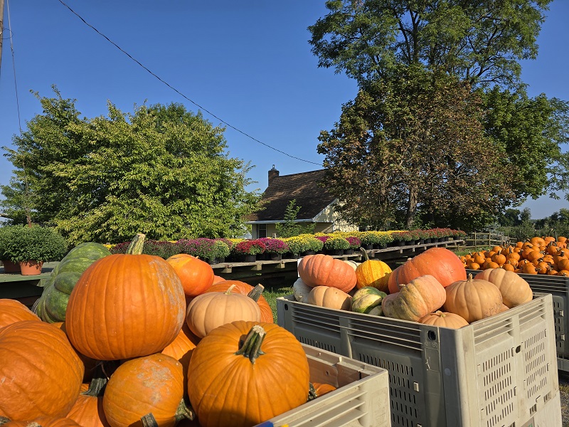 pumpkins mums